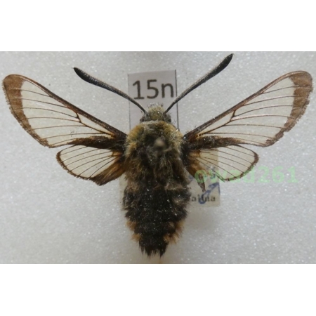 Hemaris tityus (Linnaeus, 1758) Czech15n